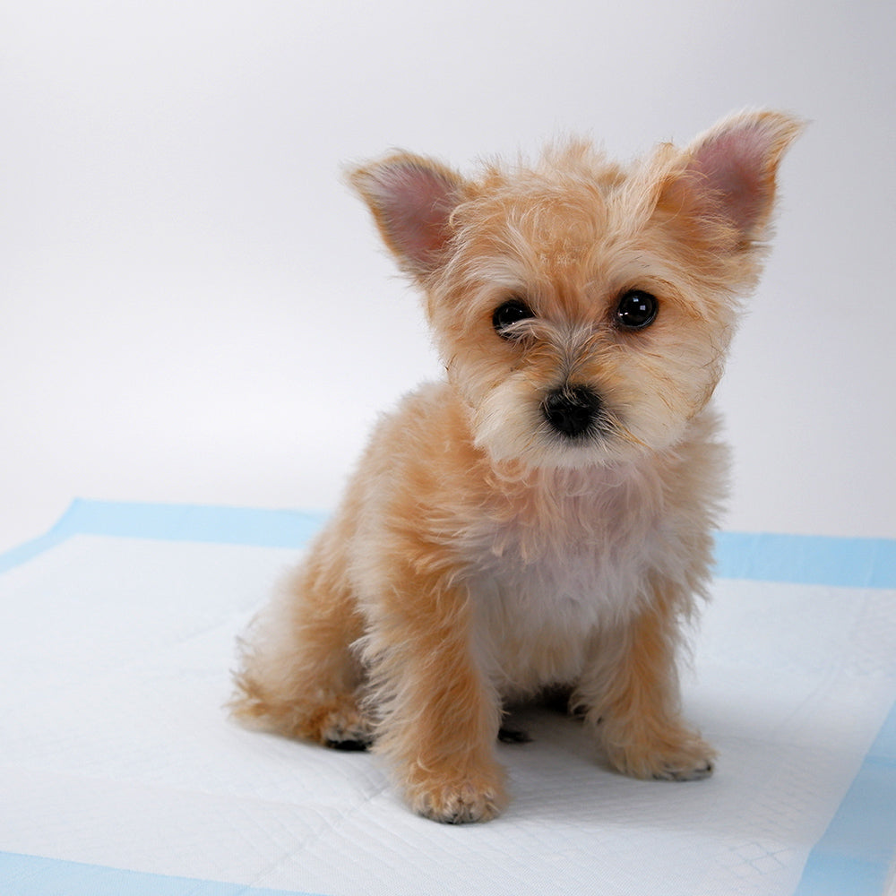 Petority Pet Training Disposable Dog Pee Pads,60x60cm, 6-Layer Leak-Proof and Ultra Absorbent Dog Pee Pads,Fast Drying Pee Mats for Puppies Dogs Cats Rabbits Pets,50-200PCS