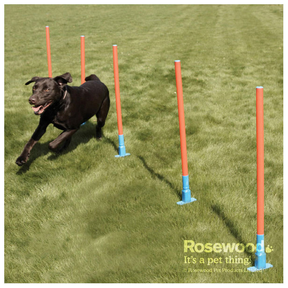 Agility best sale training toys